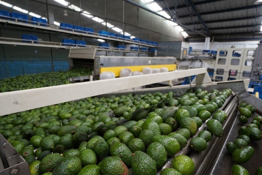 EU suspende las importaciones de aguacate de Michoacán - INCOMEX