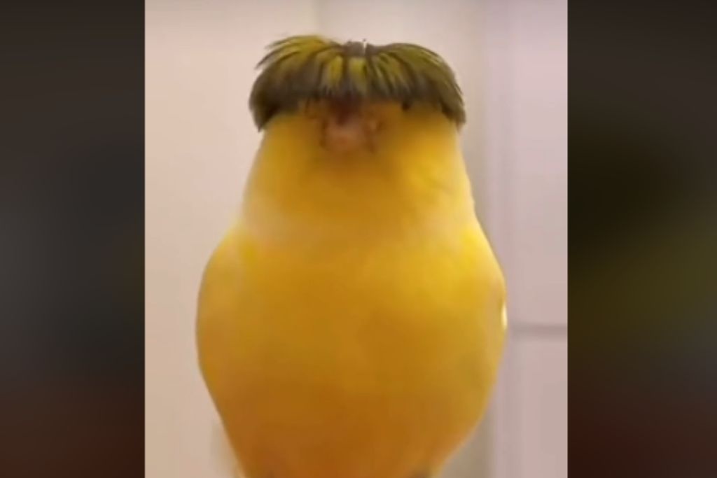 Pollito Con Corte De Peso Pluma Enloquece Las Redes Video Las