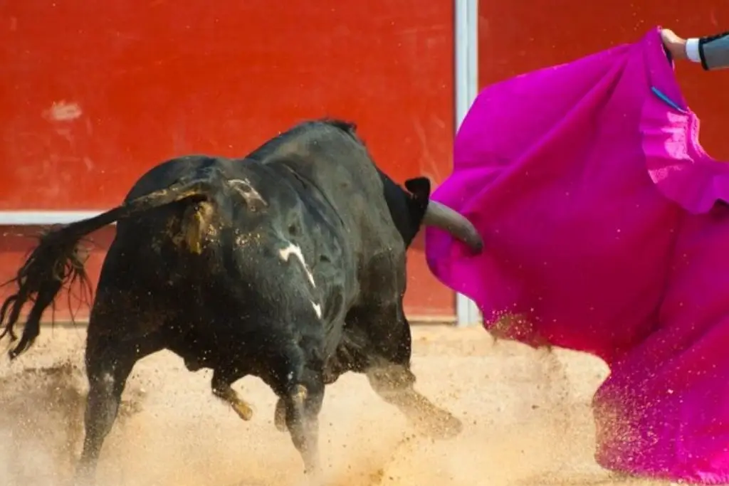 Colombia aprueba un proyecto de ley que prohíbe las corridas de toros ...