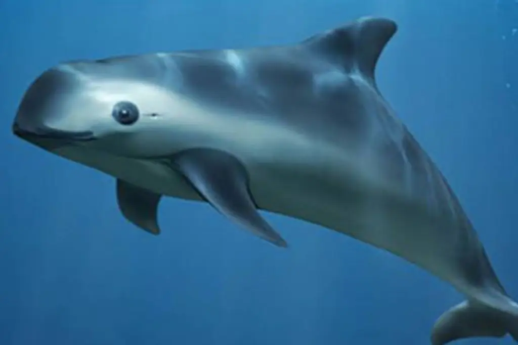 Número de vaquitas marinas avistadas desciende a nueve