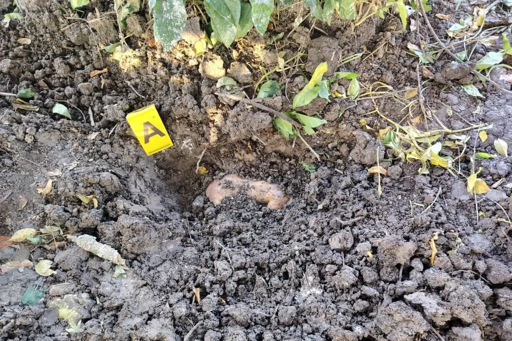 Imagen relacionada a la nota