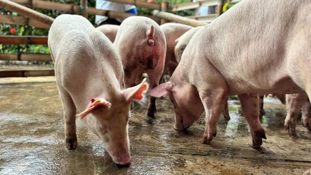 Imagen relacionada a la nota