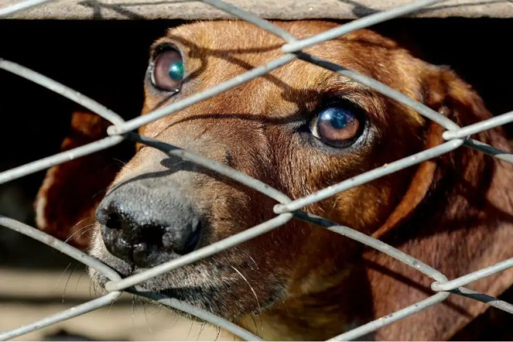 Participa en el sondeo