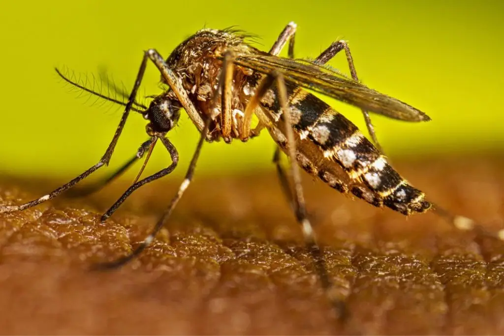 Participa en el sondeo