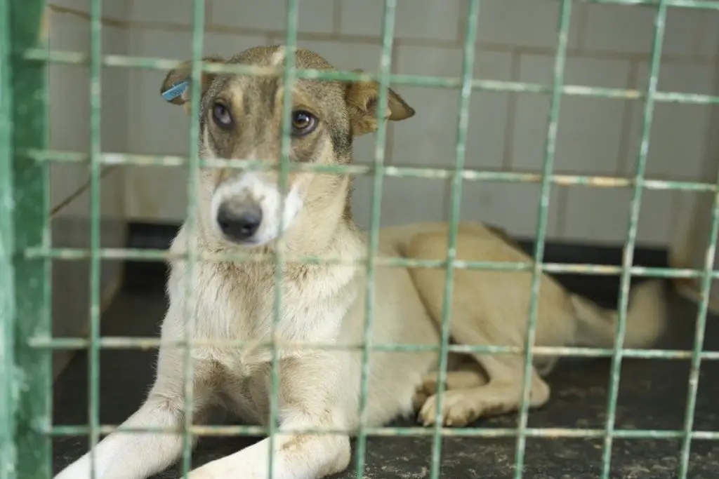 Participa en el sondeo